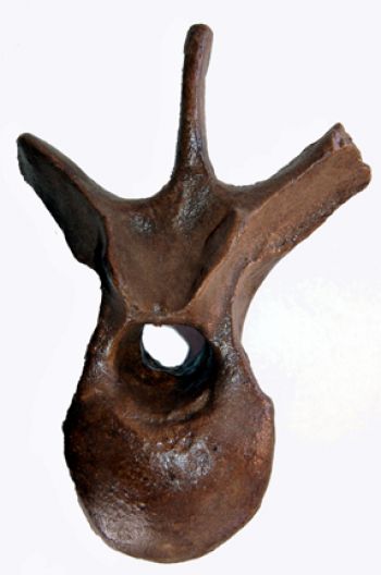 Edmontosaurus, lumbar vertebra