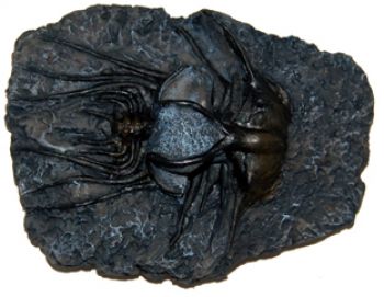 Dicranurus monstrosus, Trilobite