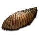 Woolly Mammoth Tooth, Mammuthus jeffersonii