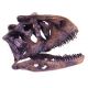Carnotaurus 1/4 Scale Skull, model