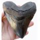 5.5 Inch Otodus Megalodon Shark Tooth Replica
