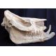 Chilotherium, extinct rhino skull