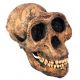 Lucy, Australopithecus afarensis, Skull Reconstruction