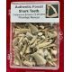 Fossil Shark Teeth Mix in Acrylic Display Case