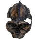 Australopithecus aethopicus, the BLACK skull