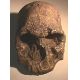 Homo rudolfensis, (habilis) KNMER 1470