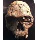 Homo habilis, skull KNM-ER 1813