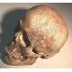 Homo sapiens, SW American Indian bound skull