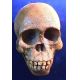 Australopithecus africanus, Taung child reconstruction