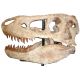 Tarbosaurus, skull 