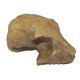 Rooneyia omomyid, early primate skull