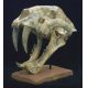 Machairodus giganteus, saber-toothed cat skull