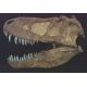 Tarbosaurus bataar, skull 