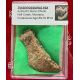 Authentic Tyrannosaurus rex Bone in Acrylic Display Case