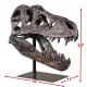 Tyrannosaurus rex, skull model 1/3 scale