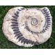 Helicoprion, whorl-tooth shark