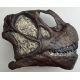 Camarasaurus, Juvenile Skull