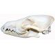 Canis latrans, coyote skull NEW LOWER PRICE