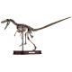 Velociraptor Skeleton Half Scale Model LAST ONE