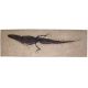 Procaimanoidea, Green River, Alligator/Crocodile Skeleton