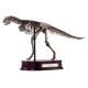 Carnotaurus Skeleton ONLY 2 AVAILABLE
