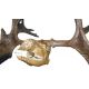 Cervalces scotti, Stag Moose, Skull & Antlers