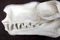 Choeronycteris mexicana, Mexican long-tougned bat skull profile