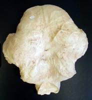 Stegodon trigonocephalus, brain endocast