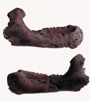 Triceratops, baby lower jaws