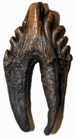 Zygorhiza, early whale tooth molar