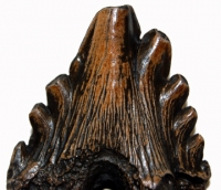 Zygorhiza, early whale tooth molar