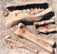 Chasmosaur fossil dig panel #4