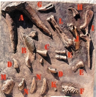 Dinosaur Miscellaneous fossil dig panel #8