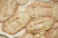 Homotelus bromidensis, trilobite