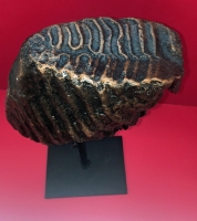Dwarf Mammoth Tooth, Mammuthus exilis,on stand