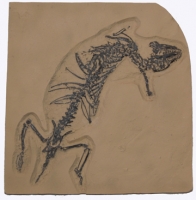Hyopsodus wortmani, fossil Green River mammal