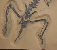 Hyopsodus wortmani, fossil Green River mammal