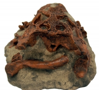 Brachychampsa montana, alligator skull