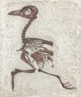 Gallinuloides wyomingensis, bird