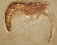 Antrimpos speciosus, Solnhofen shrimp
