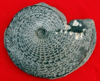 Placenticeras meeki, ammonite