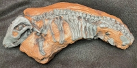 Thrinaxodon, cynodont (therapsid)
