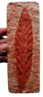 Charnia masoni, Pre-Cambrian Ediacaran Fauna Sea-Pen