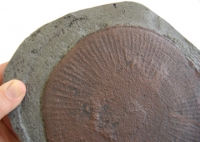 Eldonia berbera, fossil jellyfish