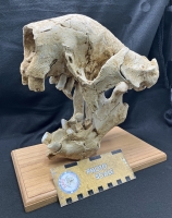 Megalonyx jeffersoni, ground sloth juvenile skull, Now The West Virginia State Fossil