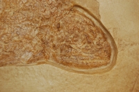 Coelacanth, Holophagus penicillatus