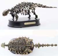 Saichania, dinosaur skeleton LAST ONE