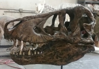 Tyrannosaurus rex, skull (Harley)