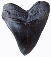 5.5 Inch Megalodon Shark Tooth Replica