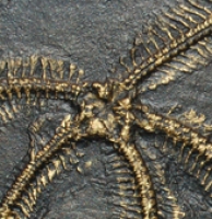 Loriolaster gracilas, brittle star